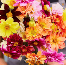 Load image into Gallery viewer, Early Bird Dahlia – 25 Seeds
