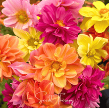 Load image into Gallery viewer, Early Bird Dahlia – 25 Seeds
