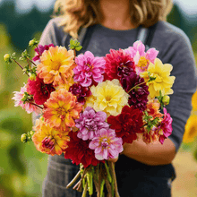 Load image into Gallery viewer, Early Bird Dahlia – 25 Seeds
