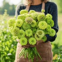 Load image into Gallery viewer, Envy Green Zinnia – 25 Seeds
