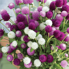 Load image into Gallery viewer, Globosa Mix Gomphrena – 50 Seeds

