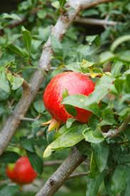 Load image into Gallery viewer, 25 Pomegranate Seeds (Punica granatum) - Sweet Tropical Edible Fruit Shrub/Tree, Grow Your Own Fresh Pomegranates, Fast Growing, Healthy
