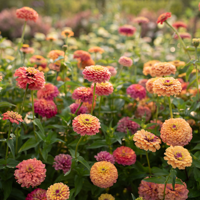 unicorn plant seeds Unicorn Mix Zinnia 100 Seeds – Pastel Rainbow Blooms for Cut Flower  Gardens, Cottage Borders, and Pollinator Beds – USA