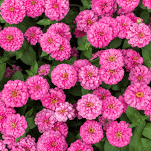 Load image into Gallery viewer, Luminosa Zinnia – 100 Seeds
