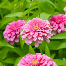 Load image into Gallery viewer, Luminosa Zinnia – 100 Seeds
