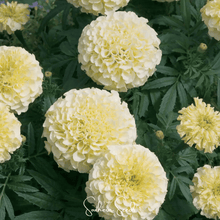 Load image into Gallery viewer, Moonlight African Marigold – 50 Seeds
