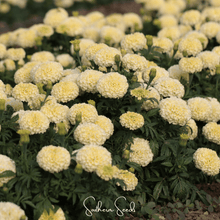 Load image into Gallery viewer, Moonlight African Marigold – 50 Seeds
