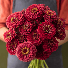 Load image into Gallery viewer, Meteor Zinnia – 100 Seeds
