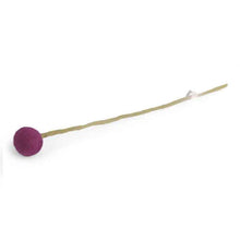Load image into Gallery viewer, Forever Flower Billy Ball Crespidia
