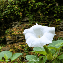 Load image into Gallery viewer, Pixie Patch Seed Collection – 10 Enchanted Varieties
