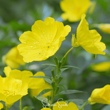 Load image into Gallery viewer, Pixie Patch Seed Collection – 10 Enchanted Varieties
