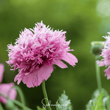 Load image into Gallery viewer, Pixie Patch Seed Collection – 10 Enchanted Varieties
