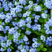 Load image into Gallery viewer, Pixie Patch Seed Collection – 10 Enchanted Varieties
