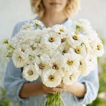 Load image into Gallery viewer, Polar Bear Zinnia – 100 Seeds
