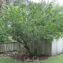 Load image into Gallery viewer, Pomegranate – 20 Seeds
