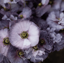 Load image into Gallery viewer, Amazing Grey Poppy – 25 Seeds
