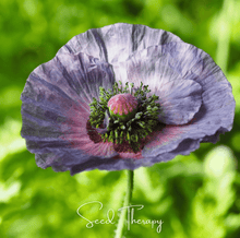 Load image into Gallery viewer, Amazing Grey Poppy – 25 Seeds
