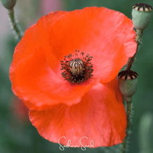 Load image into Gallery viewer, American Legion Poppy – 100 Seeds

