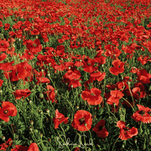 Load image into Gallery viewer, American Legion Poppy – 100 Seeds
