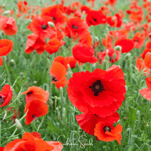 Load image into Gallery viewer, American Legion Poppy – 100 Seeds
