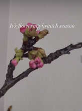 Load and play video in Gallery viewer, Fresh Cherry Blossom Branches
