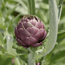Load image into Gallery viewer, Purple Romagna Artichoke – 25 Seeds
