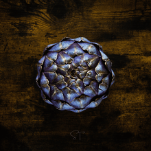 Load image into Gallery viewer, Purple Romagna Artichoke – 25 Seeds
