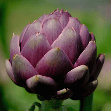 Load image into Gallery viewer, Purple Romagna Artichoke – 25 Seeds
