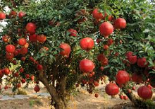 Load image into Gallery viewer, 25 Pomegranate Seeds (Punica granatum) - Sweet Tropical Edible Fruit Shrub/Tree, Grow Your Own Fresh Pomegranates, Fast Growing, Healthy
