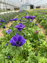 Load image into Gallery viewer, Anemone Corms-Blue
