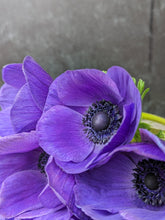 Load image into Gallery viewer, Anemone Corms-Blue
