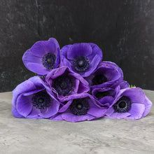 Load image into Gallery viewer, Anemone Corms-Blue
