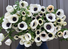 Load image into Gallery viewer, Anemone Corms-Panda
