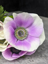 Load image into Gallery viewer, Anemone Corms-Pastel
