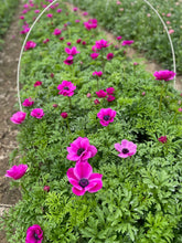 Load image into Gallery viewer, Anemone Corms-Pink
