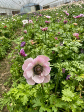 Load image into Gallery viewer, Anemone Corms-Rarity
