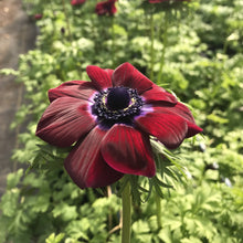 Load image into Gallery viewer, Anemone Corms-Wine
