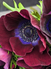 Load image into Gallery viewer, Anemone Corms-Wine

