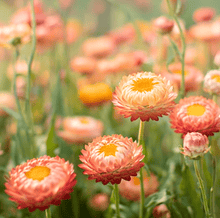 Load image into Gallery viewer, Apricot Peach Strawflower – 25 Seeds
