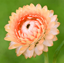 Load image into Gallery viewer, Apricot Peach Strawflower – 25 Seeds
