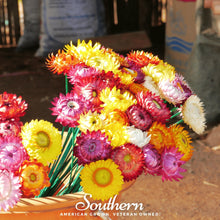 Load image into Gallery viewer, Strawflower Mix – 200 Seeds
