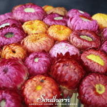 Load image into Gallery viewer, Strawflower Mix – 200 Seeds

