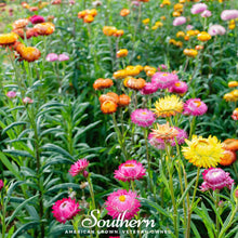 Load image into Gallery viewer, Strawflower Mix – 200 Seeds
