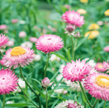 Load image into Gallery viewer, Silver Rose Strawflower – 25 Seeds
