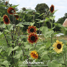 Load image into Gallery viewer, Autumn Beauty Sunflower – 25 Seeds
