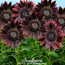 Load image into Gallery viewer, Chocolate Sunflower – 25 Seeds
