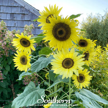 Load image into Gallery viewer, Lemon Queen Sunflower – 25 Seeds
