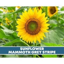 Load image into Gallery viewer, Sunflower Seed Collection – 6 Varieties
