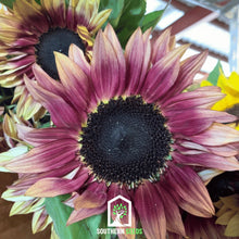 Load image into Gallery viewer, Strawberry Blonde Sunflower – 25 Seeds
