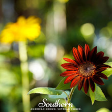 Load image into Gallery viewer, Velvet Queen Sunflower – 25 Seeds
